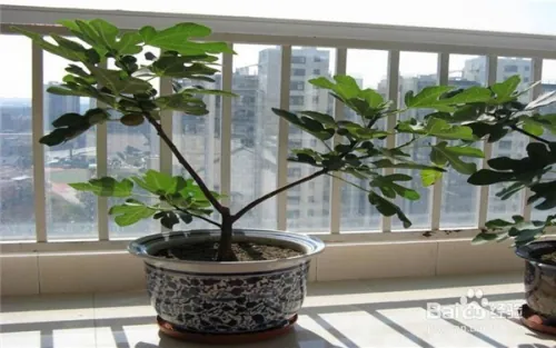 阳台大白菜种植技术