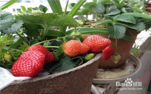 阳台大白菜种植技术