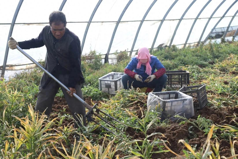Ginger grower technology