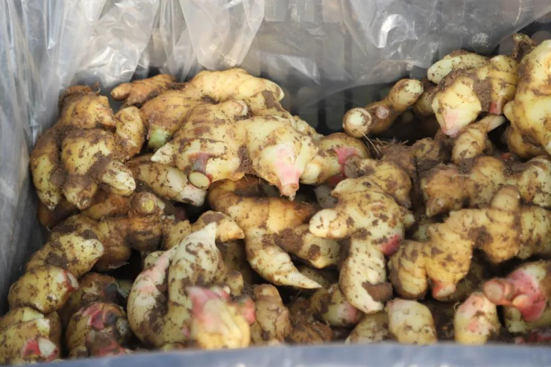 Ginger grower technology