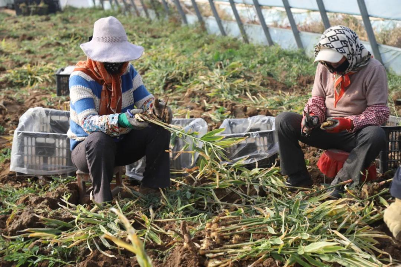 Ginger grower technology