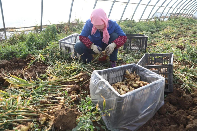 Ginger grower technology