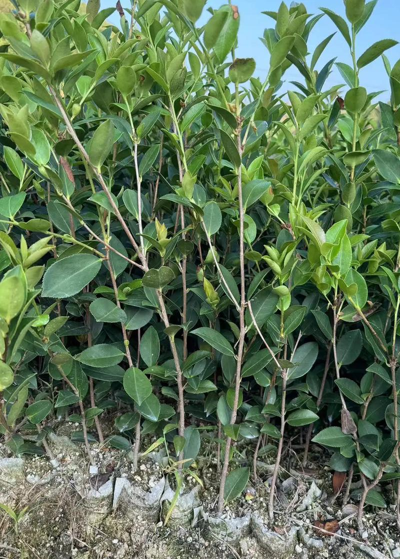 油茶苗种植技术