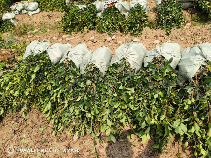 油茶苗种植技术