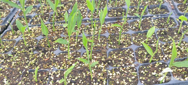 大棚姜种植技术