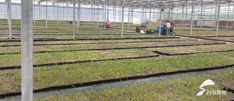 大棚姜种植技术