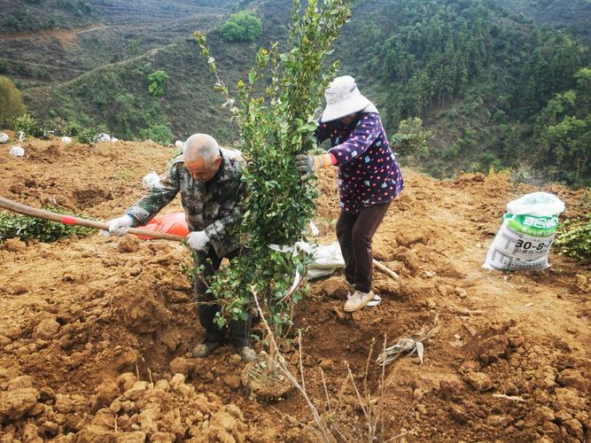 油茶苗种植技术