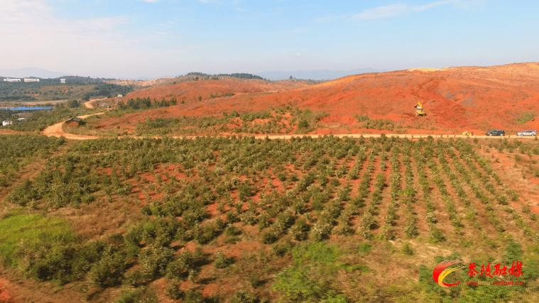 油茶苗种植技术