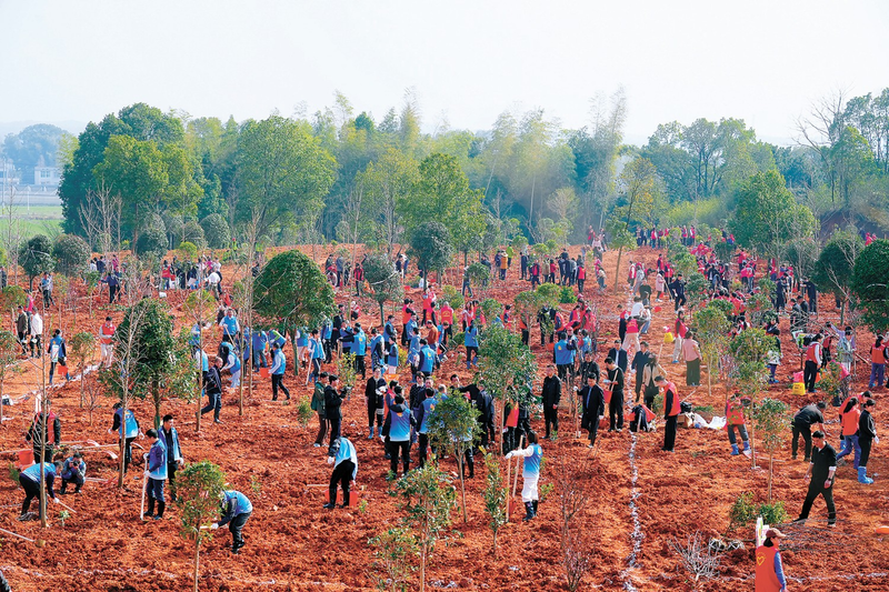 油茶苗种植技术