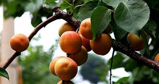 红杏种植技术