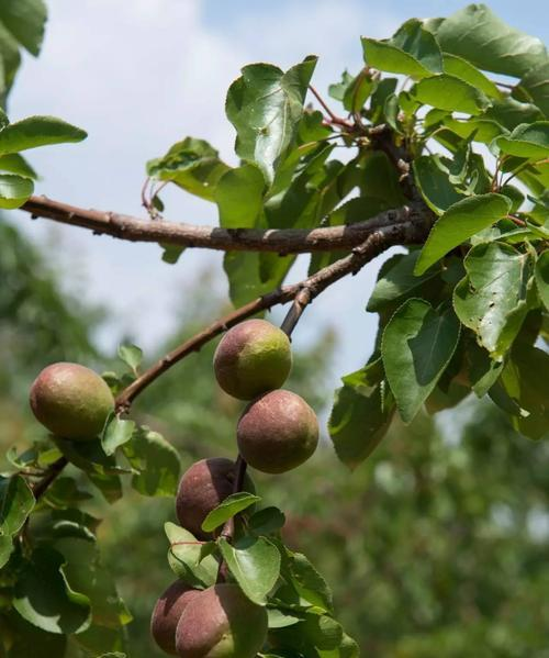 红杏种植技术