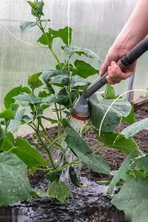 秋后黄瓜大棚种植技术