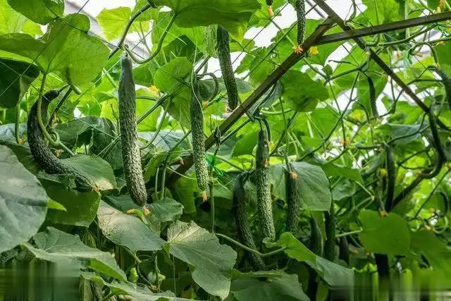 秋后黄瓜大棚种植技术