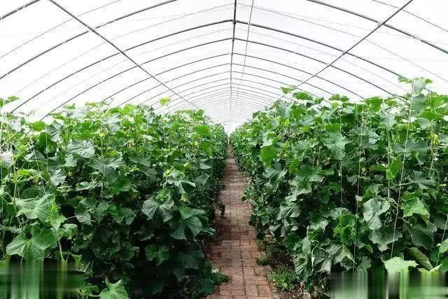 秋后黄瓜大棚种植技术