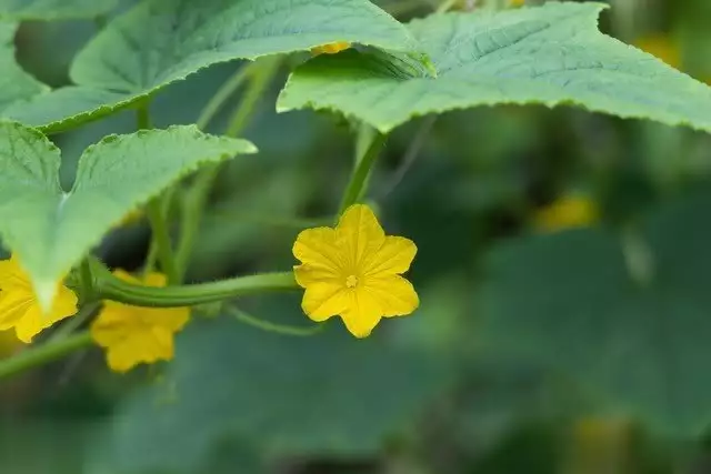 秋后黄瓜大棚种植技术