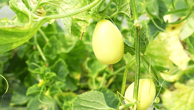 黄金瓜种植技术