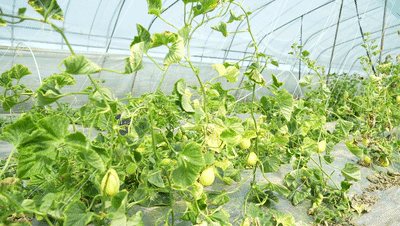 黄金瓜种植技术