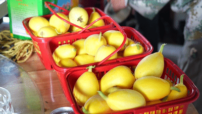 黄金瓜种植技术