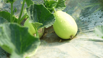 黄金瓜种植技术