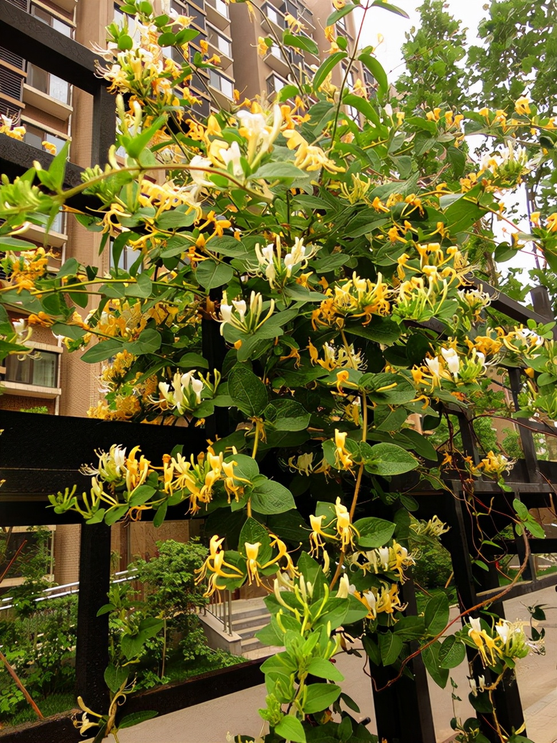 Plantation techniques