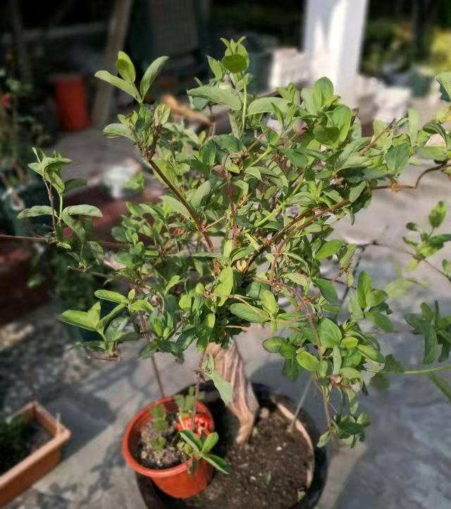 Plantation techniques