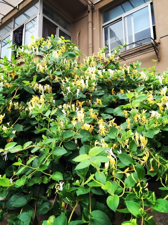 Plantation techniques