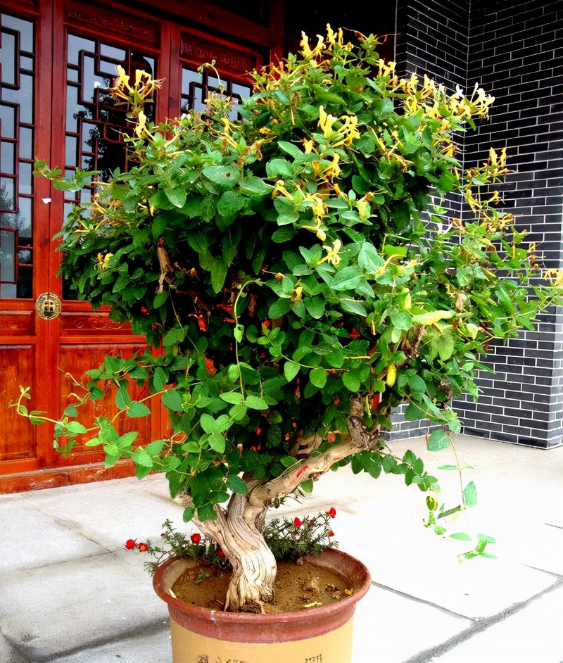 Plantation techniques