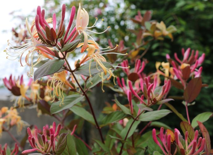 Plantation techniques