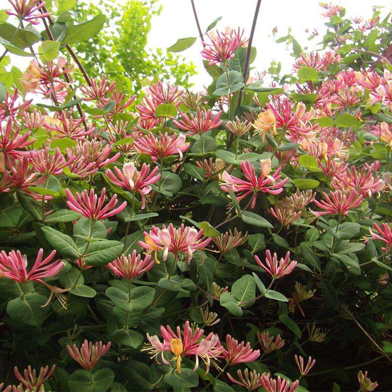 Plantation techniques