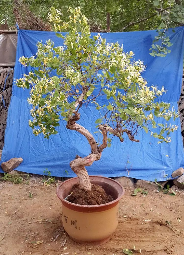 Plantation techniques