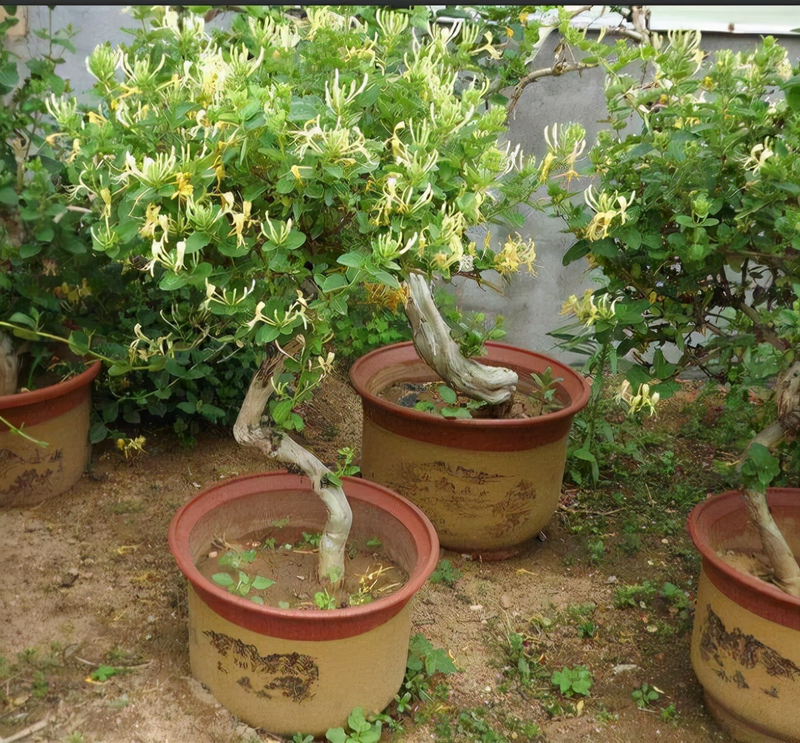 Plantation techniques