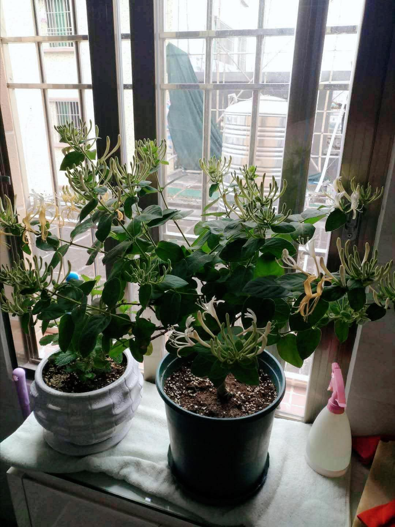 Plantation techniques