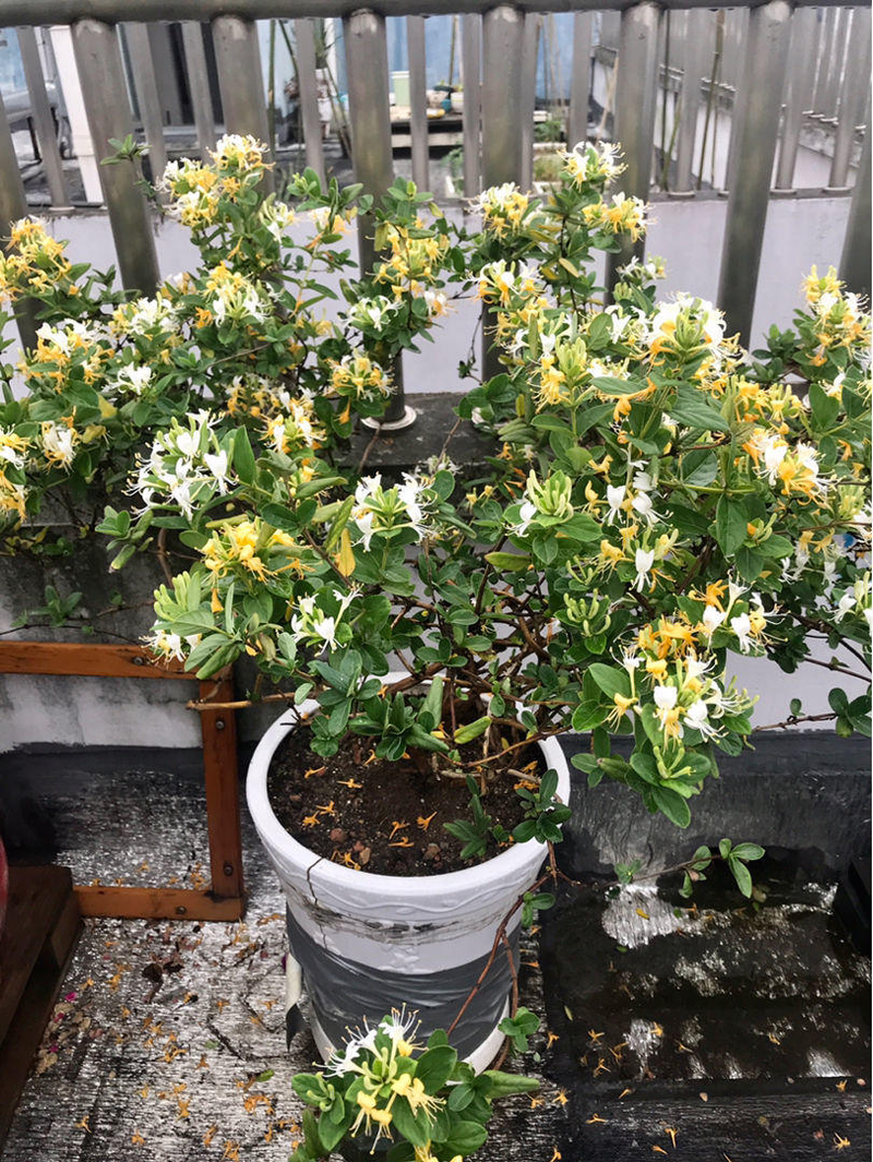 Plantation techniques