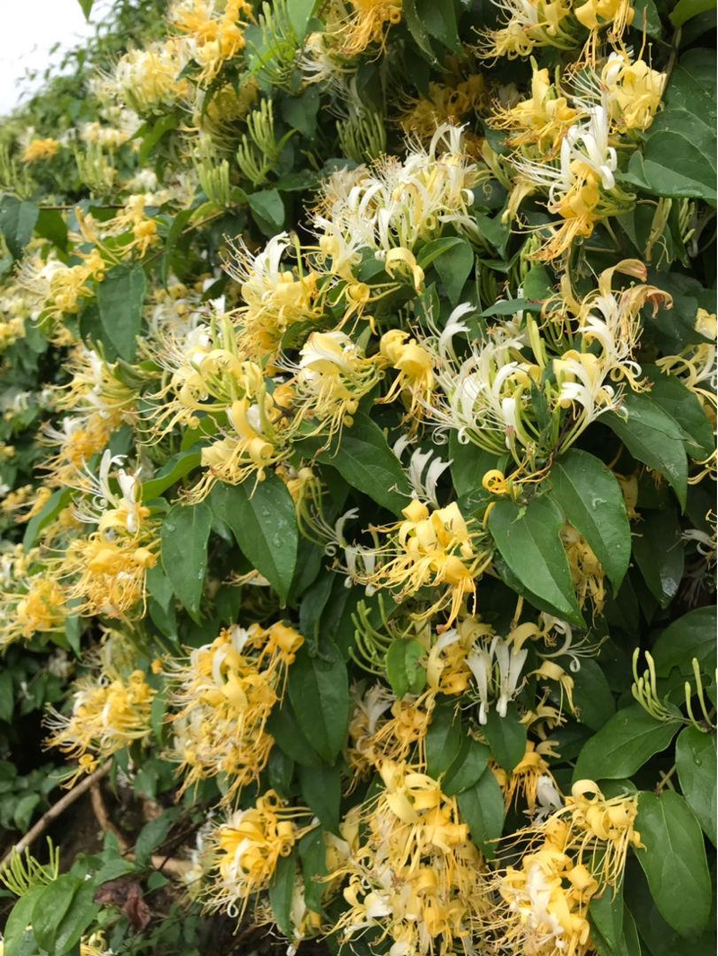 Plantation techniques