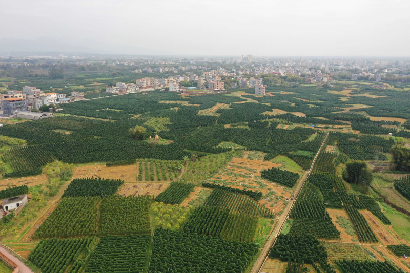 The method of cultivation in huayama