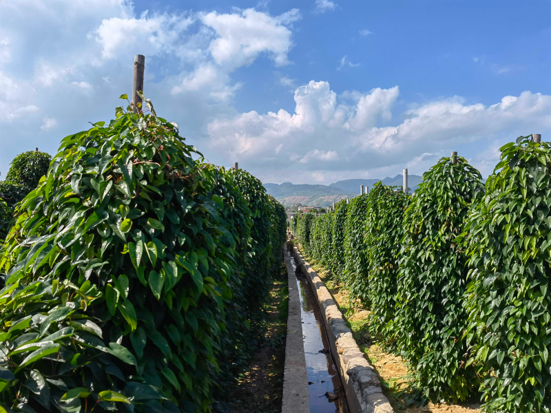 The method of cultivation in huayama