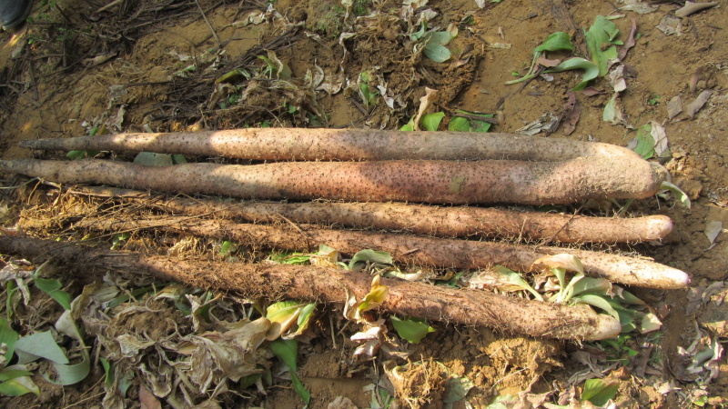 The method of cultivation in huayama