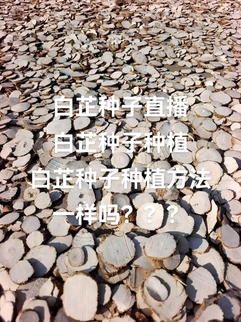 寒蒜苗种植技术