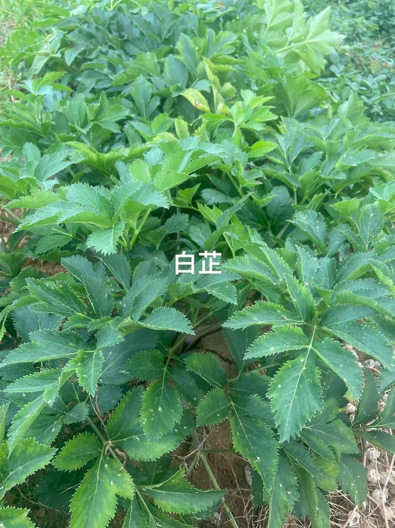 寒蒜苗种植技术