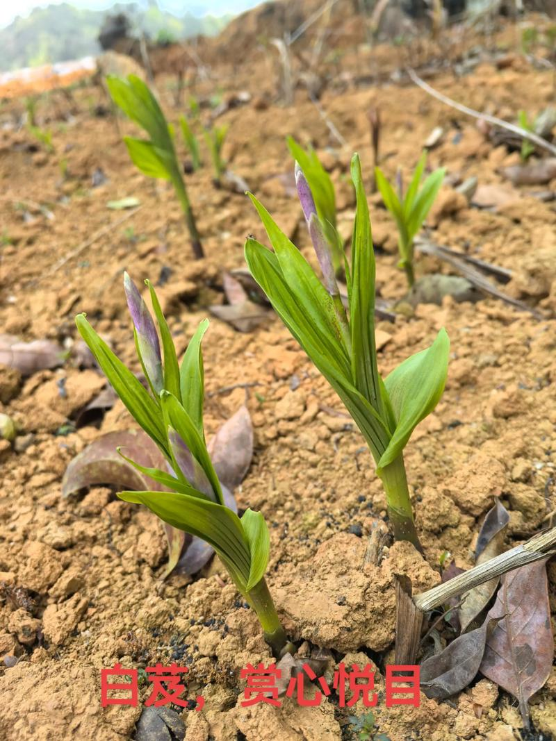 寒蒜苗种植技术