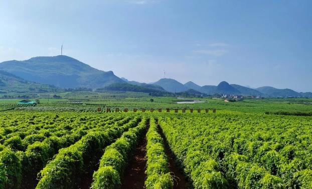 The method of cultivation in huayama