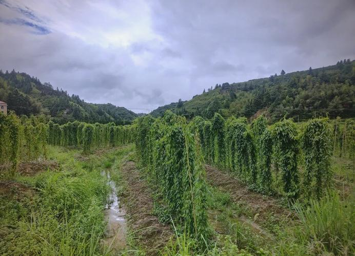 The method of cultivation in huayama