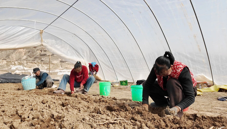 土党参的种植方法