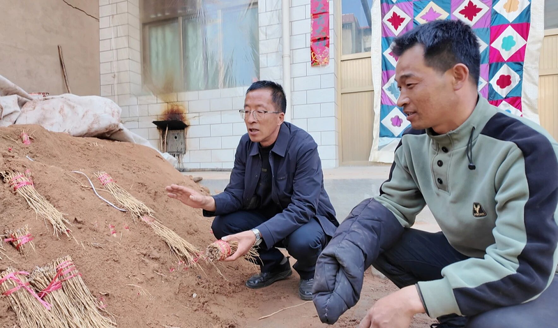 土党参的种植方法