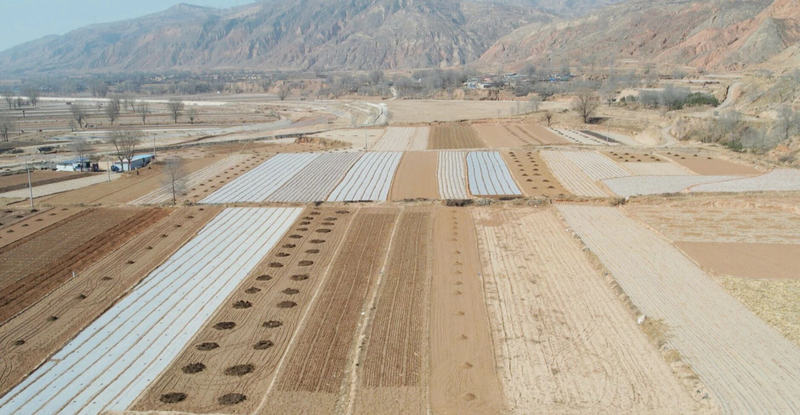 土党参的种植方法