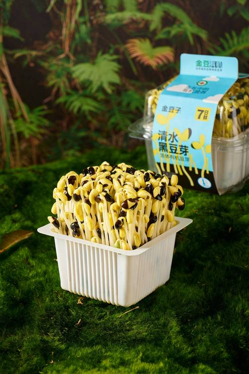 大棚长豆角种植技术