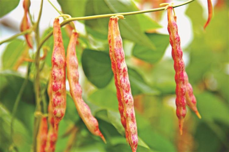 大棚长豆角种植技术