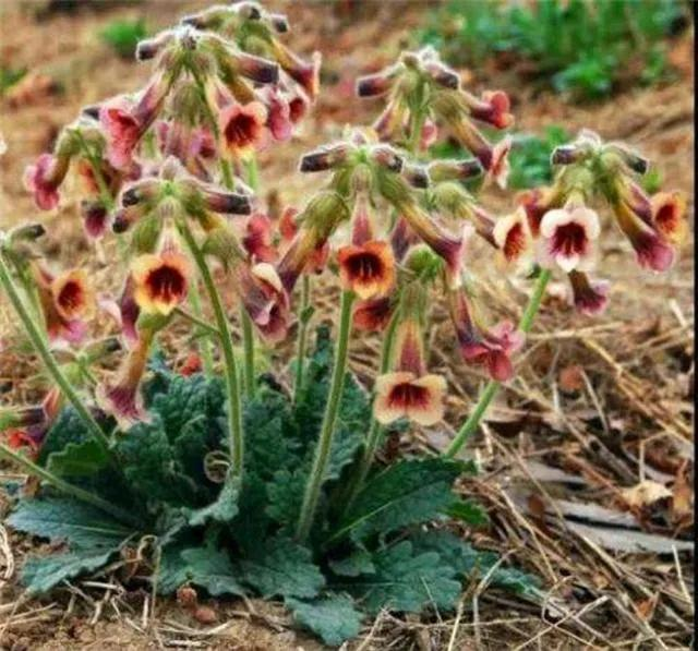 津元参泡酒方法