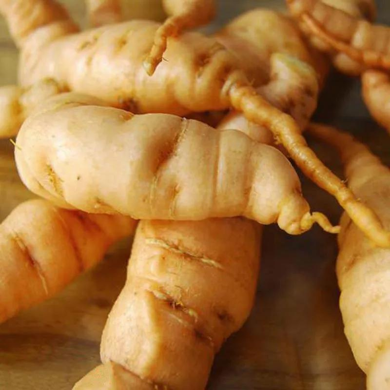 津元参泡酒方法