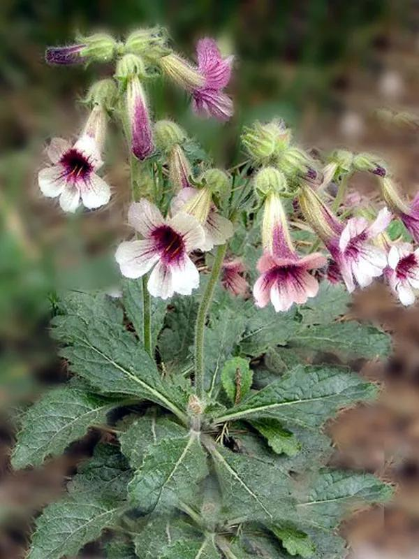 津元参泡酒方法